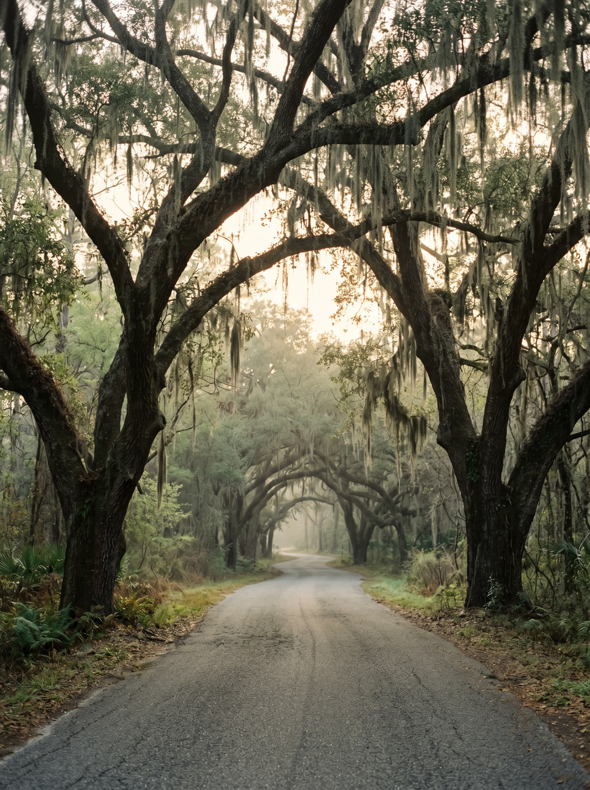 A canopy road of live oaks at sunrise in the Big Bend of North Florida — the landscape where the practice operates.